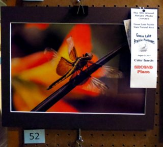 colorinsects2ndplace.jpg