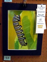 colorinsects3rdplace.jpg