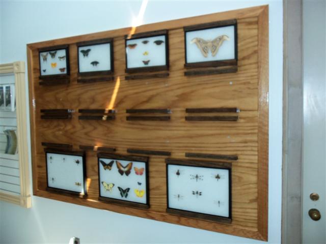 New Butterfly exhibit
