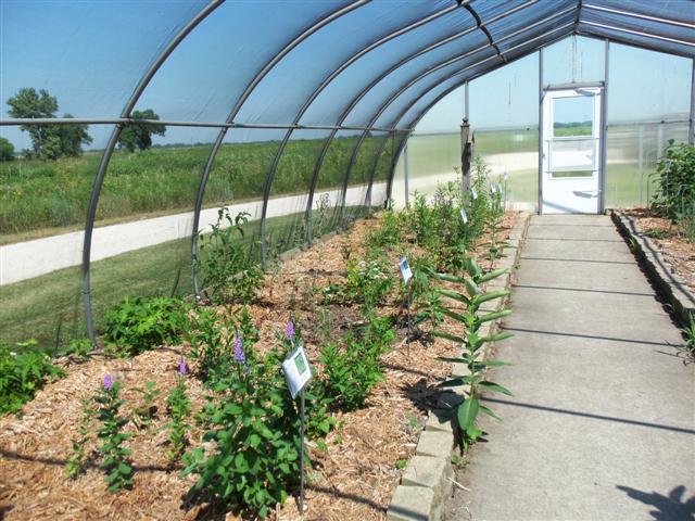 Plants in rows with signs