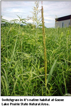 Switchgrass from GLPSNA