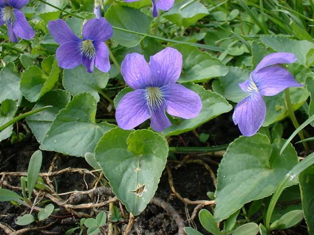 Blue Common Violet