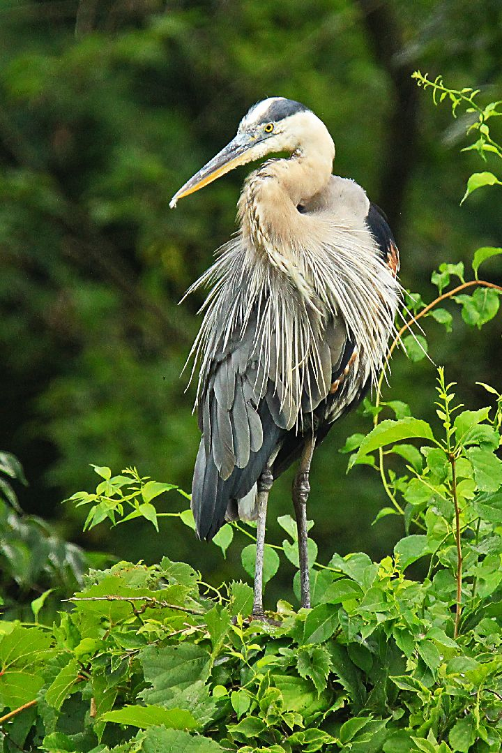 "Big Blue Heron" by Rex Termain