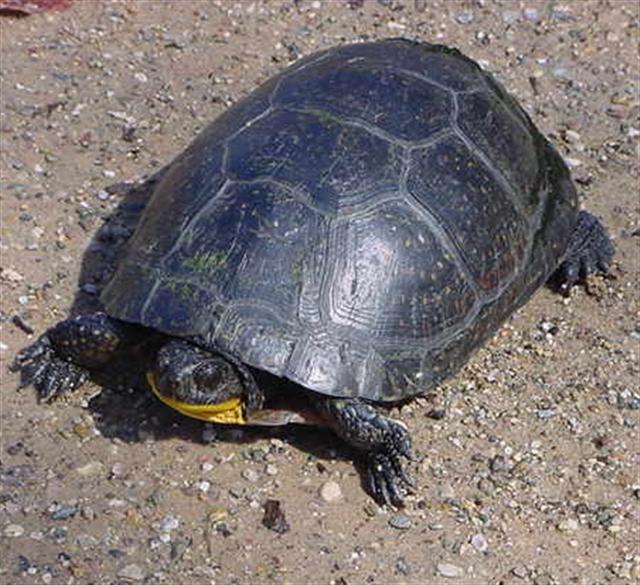 Blandings Turtle