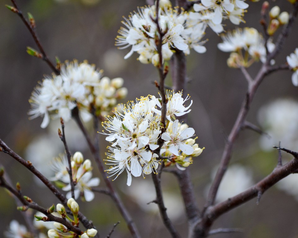 "Flowering American Plum" by Sarah Rossi