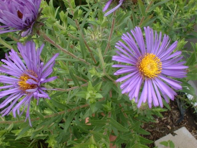 New England Aster