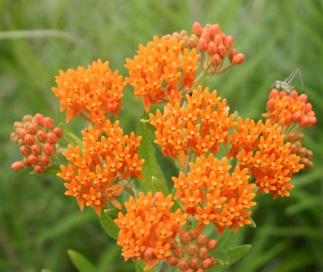 Butterweed