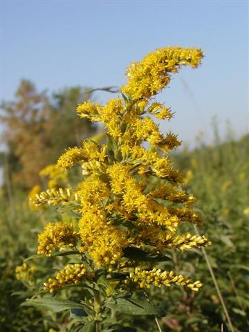 Goldenrod