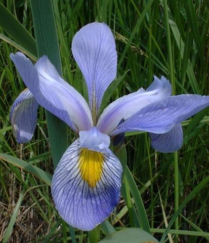 Blue Flag Iris