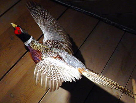 Ring Necked Pheasant